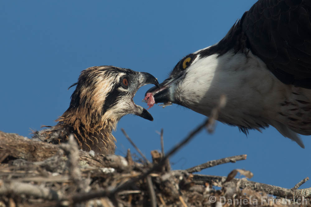 Feeding