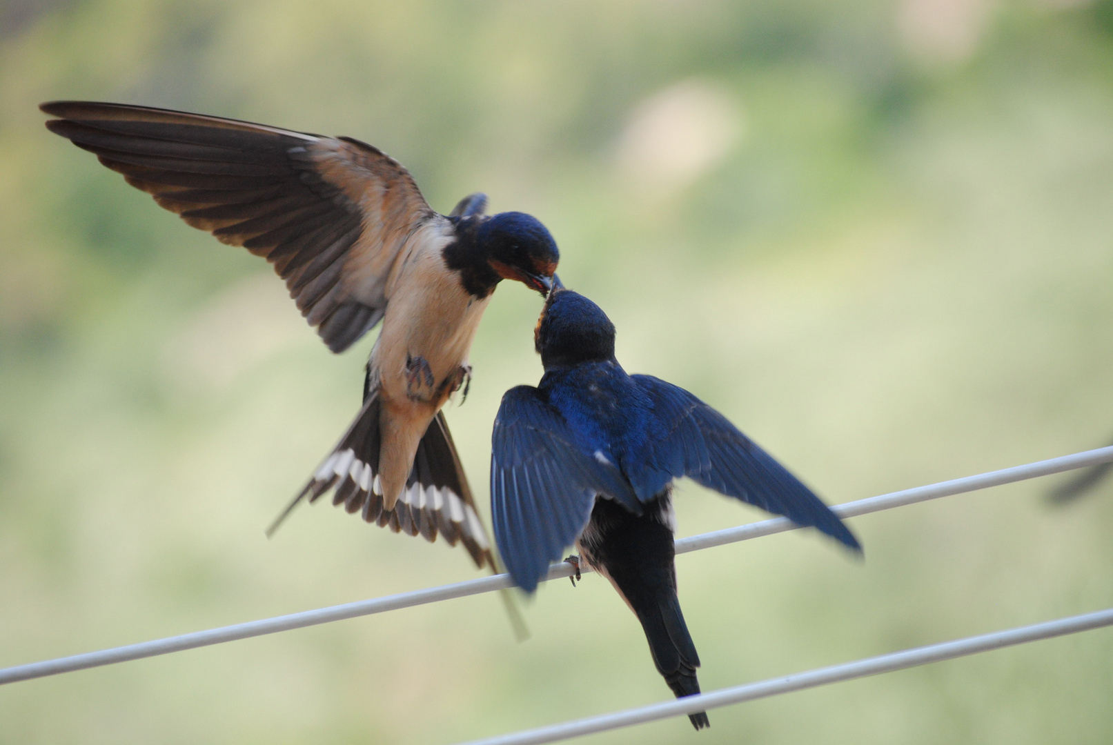 Feeding