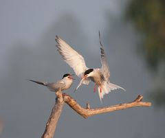 Feeding