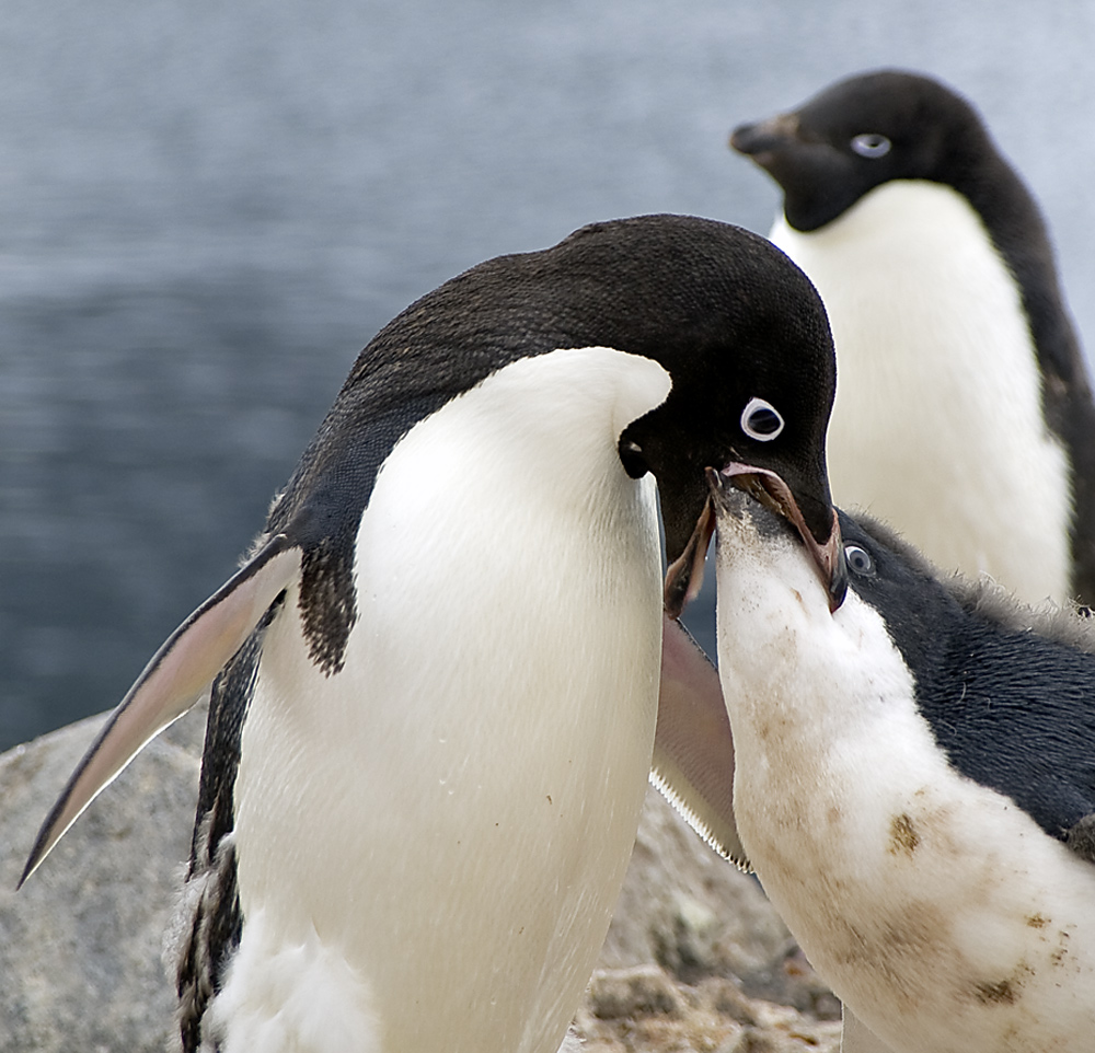 Feeding