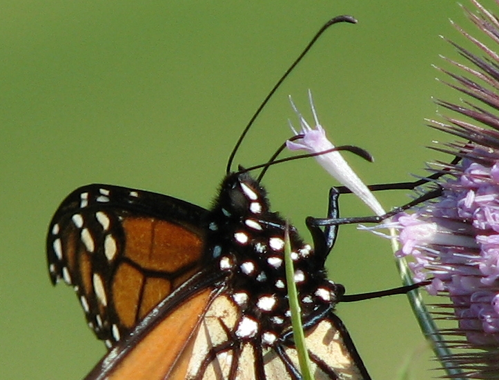 feeding