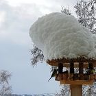 Feeding birds in the winter