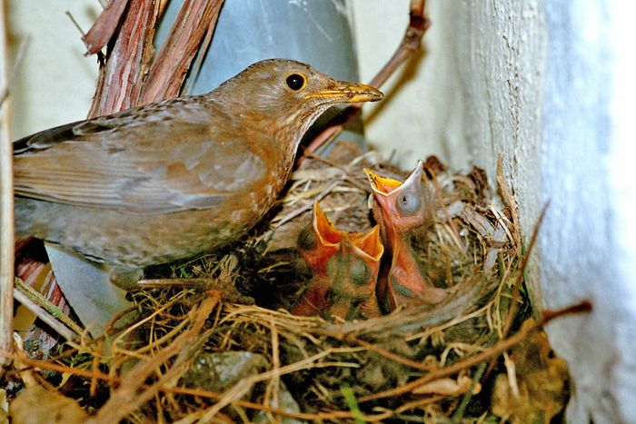 Feeding bread