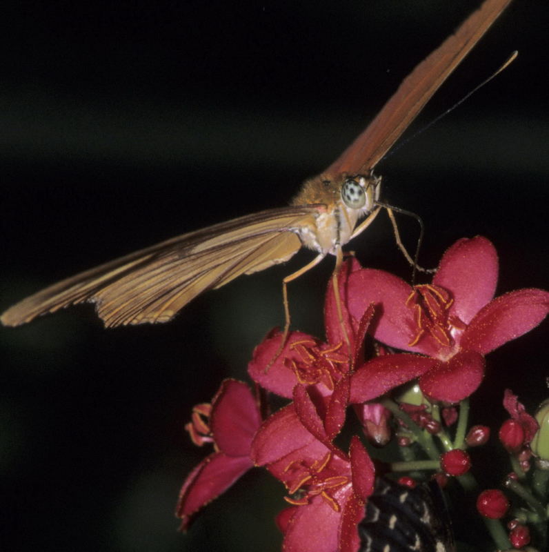 Feeding Butterfly