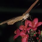 Feeding Butterfly