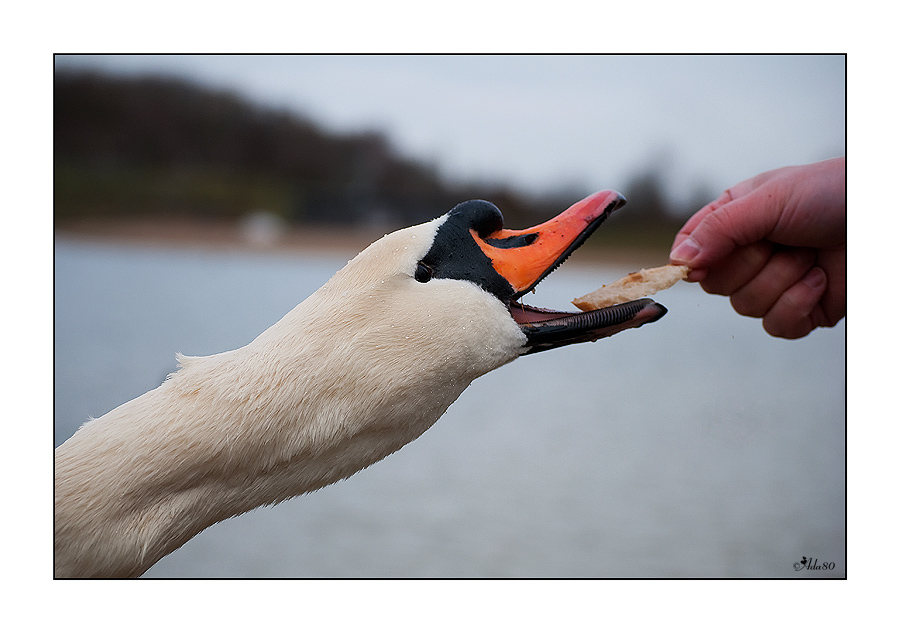 Feeding