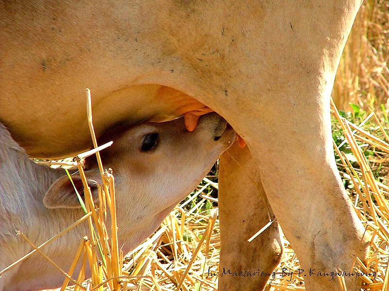 Feeding