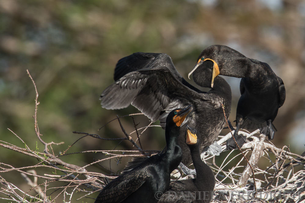 Feeding