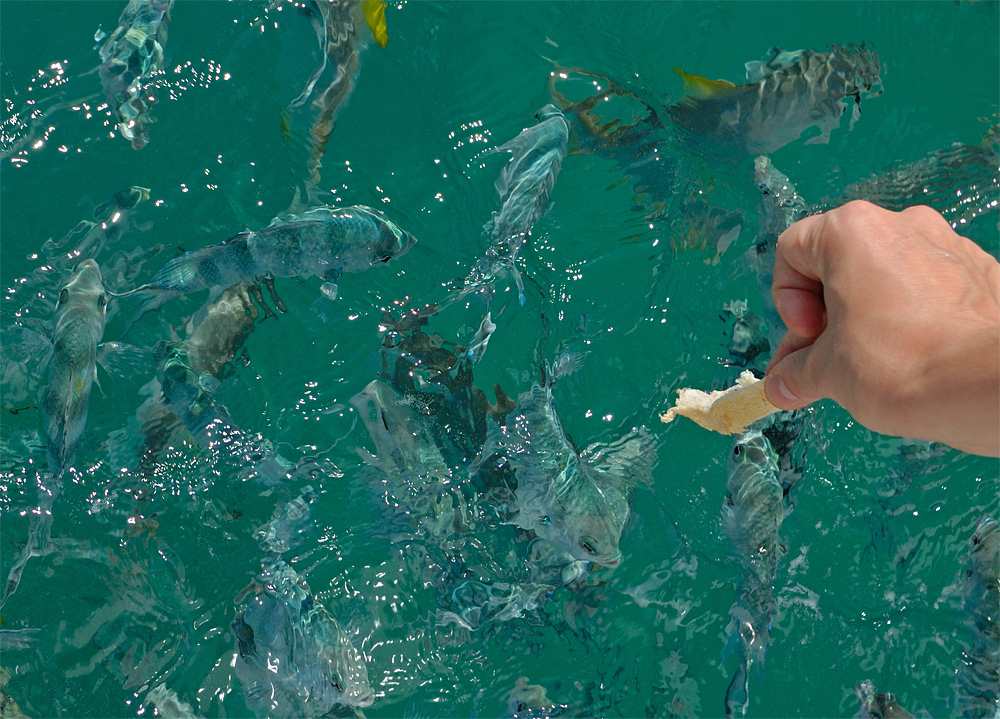 feeding fish