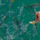 feeding fish