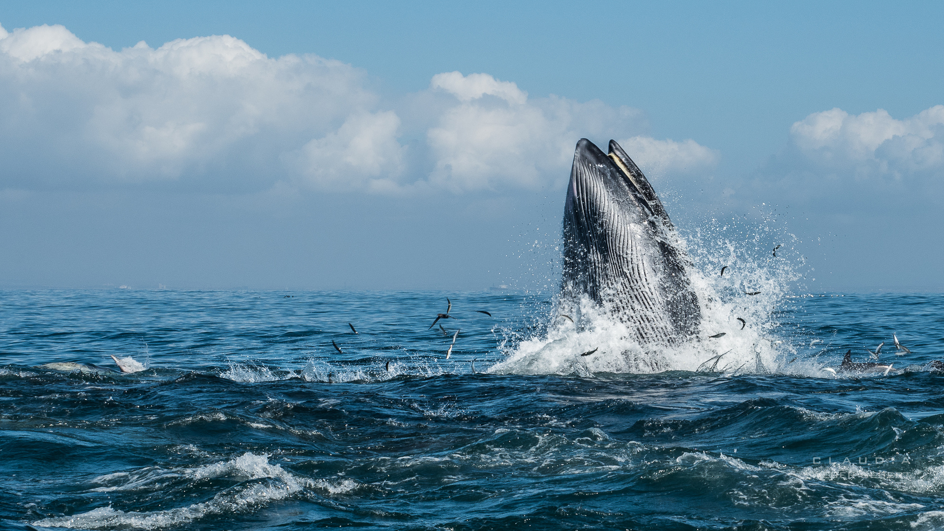 feeding frenzy