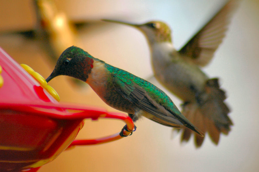 Feeding Frenzy