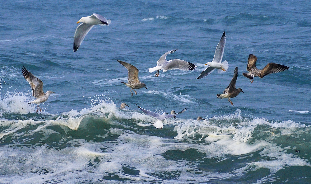 Feeding Frenzy