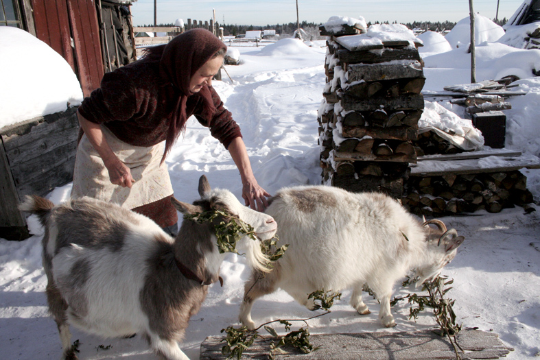 feeding goats