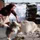 feeding goats