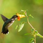 Feeding hummingbird