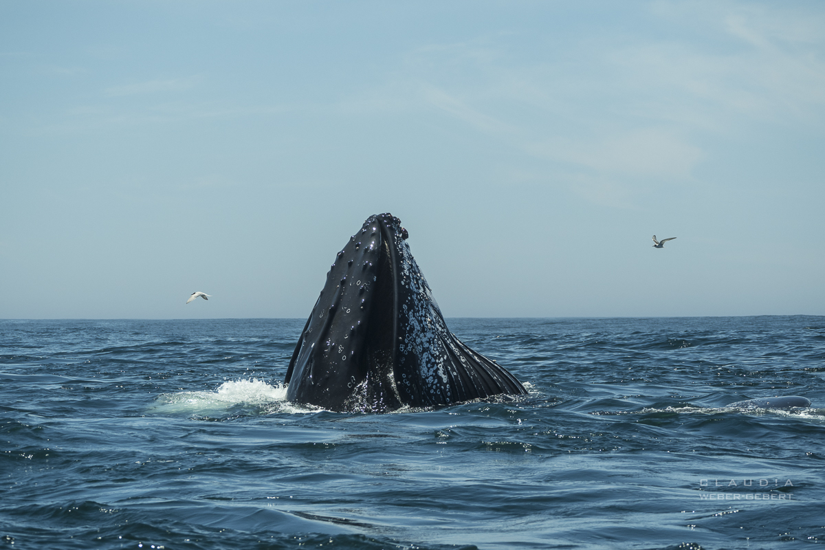 feeding humpback.... 