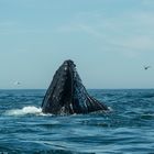 feeding humpback.... 