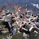 feeding hungry pelicans