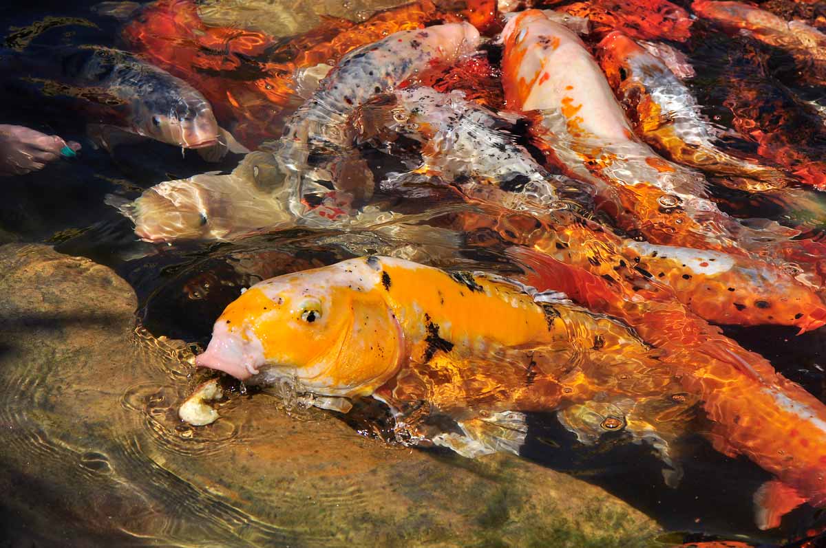 Feeding Koi's