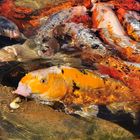 Feeding Koi's