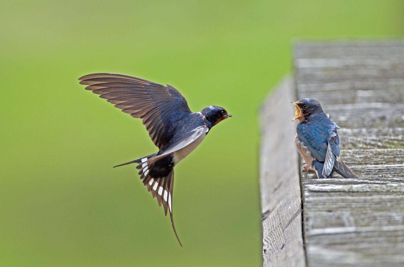 feeding of young swallows