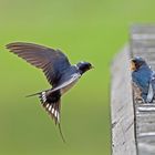 feeding of young swallows