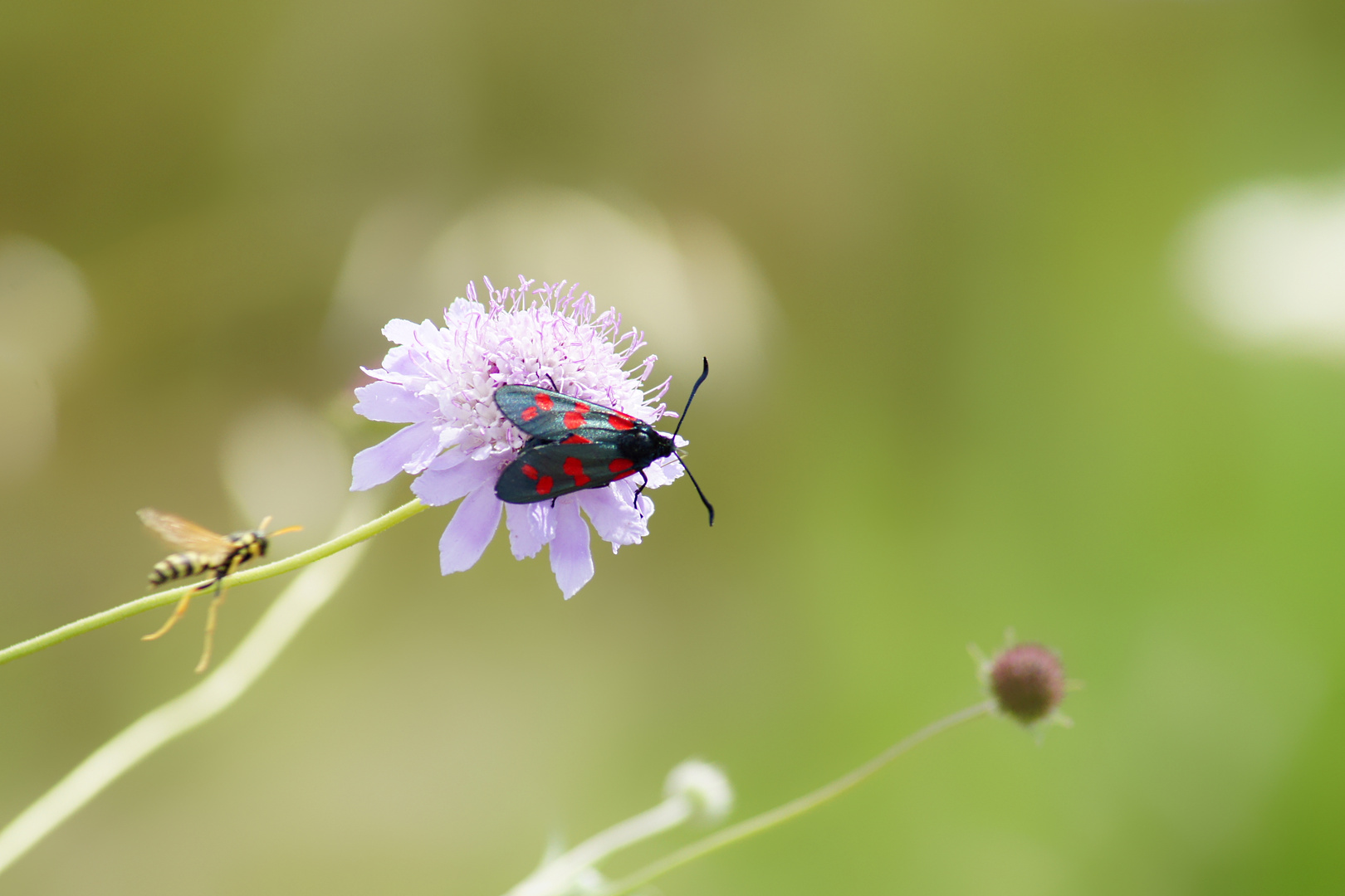 Feeding on Scabiosa maritima