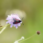 Feeding on Scabiosa maritima