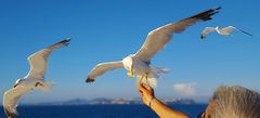 Feeding seagulls