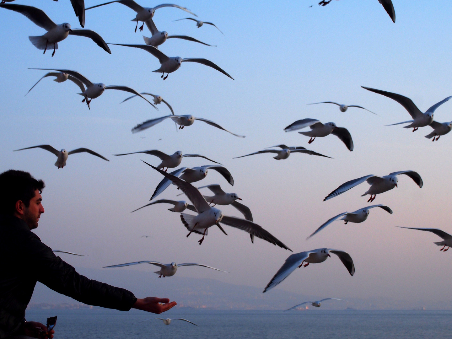 feeding seagulls