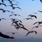 feeding seagulls