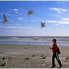 Feeding seaguls