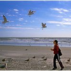 Feeding seaguls