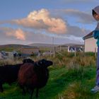 Feeding Sheeps