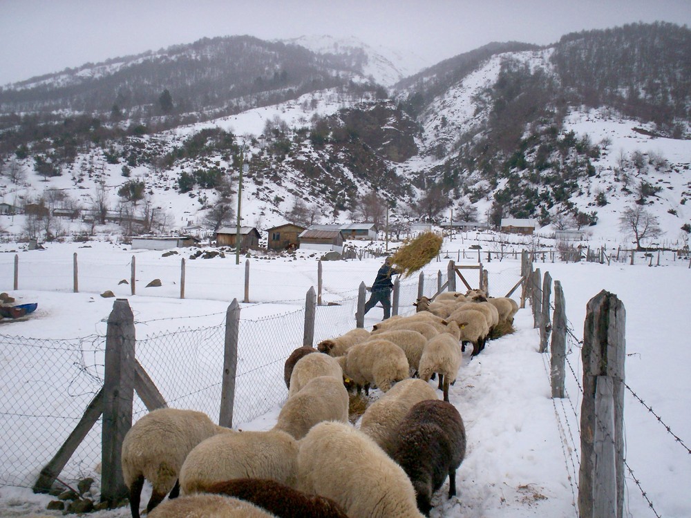 Feeding Sheeps