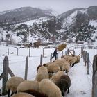 Feeding Sheeps