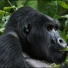 feeding Silverback