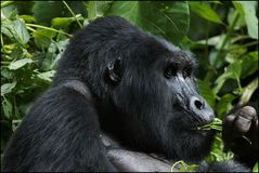 feeding Silverback