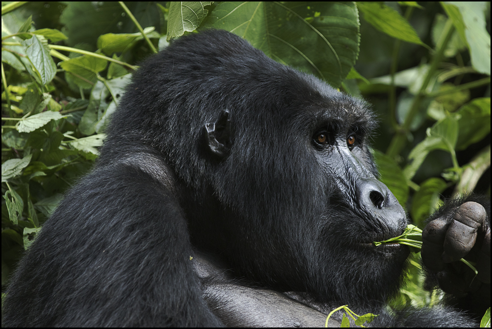 Feeding Silverback