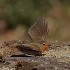 Feeding Stn Robin