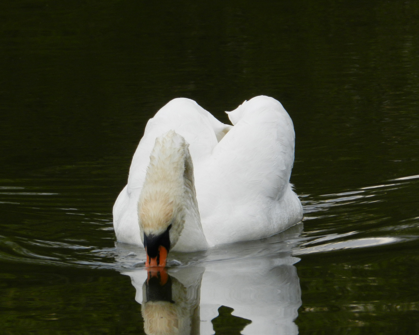 Feeding Swan