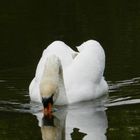 Feeding Swan