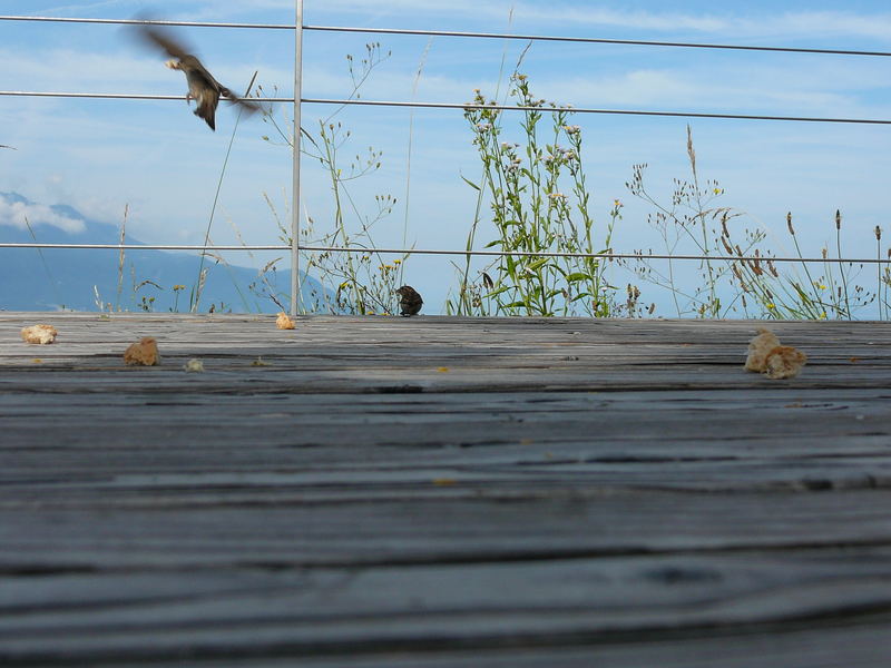 Feeding the bird