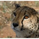 Feeding the cheeta