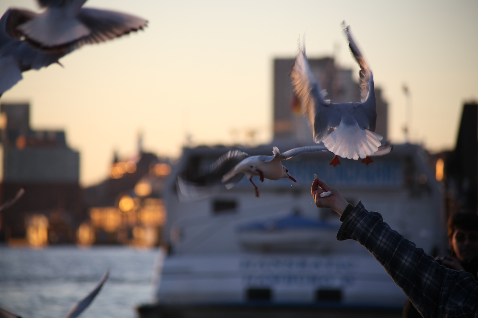 feeding the Doves