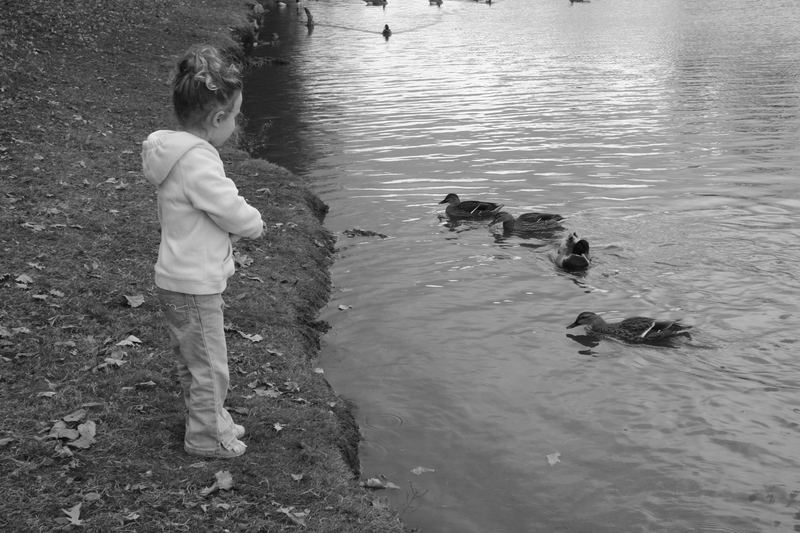 "Feeding the Ducks"