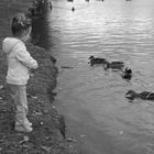 "Feeding the Ducks"