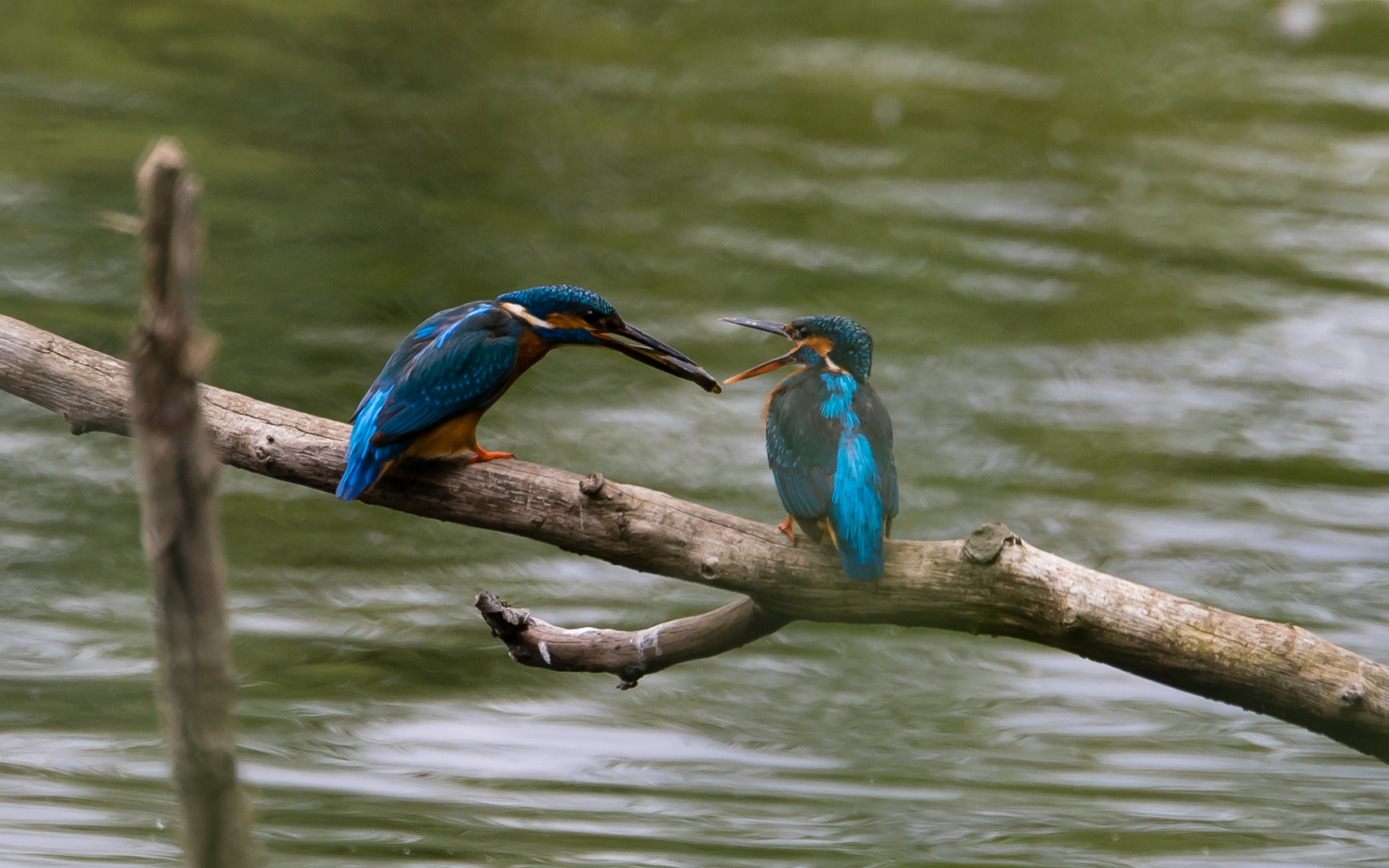 Feeding the family