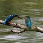 Feeding the family